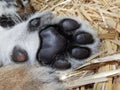 Cub lioness paw Royalty Free Stock Photo