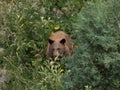 Cub looking for berries in woods Royalty Free Stock Photo