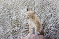 A cub of the northern lynx, is played on the steps, an abandoned building in Siberia Royalty Free Stock Photo