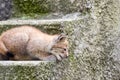 A cub of the northern lynx, is played on the steps, an abandoned building in Siberia Royalty Free Stock Photo