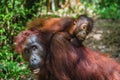 Cub of orangutan on mother`s back in green rainforest. Natural habitat.