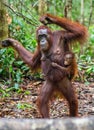 Cub of orangutan on mother`s back in green rainforest. Natural habitat.