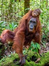 Cub of orangutan on mother`s back in green rainforest. Natural habitat.