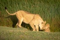 Cub puts paw on face of lioness Royalty Free Stock Photo