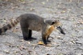 Cub of quati also known as South American coati in Brazilian ecological park Royalty Free Stock Photo