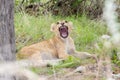 Cub showing off it's teeth Royalty Free Stock Photo