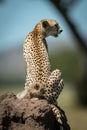 Cub sits on termite mound behind cheetah Royalty Free Stock Photo