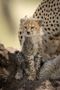 Cub sits on termite mound by cheetah Royalty Free Stock Photo