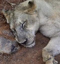 Cub sleeping peace fully Royalty Free Stock Photo