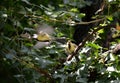 Cub of a small yellow bird seeks food