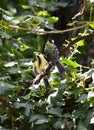 Cub of a small yellow bird seeks food