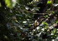 Cub of a small yellow bird seeks food