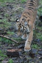 Cub Sumatran Tiger rare and endagered