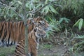 Cub Sumatran Tiger rare and endangered