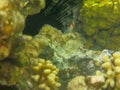 Cub tropical coral fish Red blotched Wrasse, Coris aygula. Juvenile has two distinct orange spots on the white body. Royalty Free Stock Photo