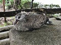 The cub of Zebra dove or Barred ground dove.