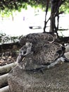 The cub of Zebra dove or Barred ground dove.