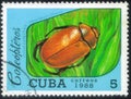 Cuba - circa 1988: Postage stamp with the image of a Hetersoternus oberthuri, circa 1988 Royalty Free Stock Photo