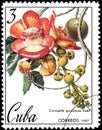 CUBA - CIRCA 1967: postage stamp, printed in Cuba, shows image of Couroupita guianensis