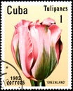 CUBA - CIRCA 1982: postage stamp printed in Cuba shows a pink tulip