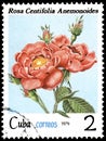 CUBA - CIRCA 1979: A stamp, printed in the Cuba, shows a rose centifolia anemonoides, series roses