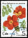 CUBA - CIRCA 1979: A stamp, printed in the Cuba, shows a rose eglanteria var. punicea, series roses Royalty Free Stock Photo