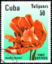 CUBA - CIRCA 1982: postage stamp printed in Cuba shows a tulip Orange Parrot Royalty Free Stock Photo