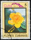 CUBA - CIRCA 1983: stamp 5 Cuban centavo printed by Cuba, shows flowering plant Cochlospermum vitifolium, flora