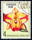 CUBA - CIRCA 1986: stamp 4 Cuban centavo printed by Republic of Cuba, shows flowering plant Brassolaeliocattleya horizon flight Royalty Free Stock Photo