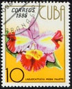 CUBA - CIRCA 1986: stamp 10 Cuban centavo printed by Republic of Cuba, shows flowering plant Laeliocattleya prism palette