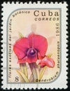 CUBA - CIRCA 1986: stamp 8 Cuban centavo printed by Republic of Cuba, shows flowering plant Dendrobium bigibbum