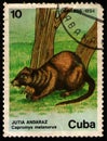 CUBA - CIRCA 1984: stamp 10 Cuban centavos printed by Republic of Cuba, shows Black-tailed Hutia Capromys melanurus, fauna, Royalty Free Stock Photo