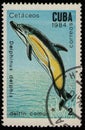 CUBA - CIRCA 1984: stamp 2 Cuban centavos printed by Republic of Cuba, shows Short-beaked Common Dolphin Delphinus delphis,