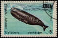 CUBA - CIRCA 1984: stamp 5 Cuban centavos printed by Republic of Cuba, shows Sperm Whale Physeter macrocephalus, fauna, circa