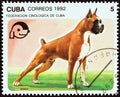 CUBA - CIRCA 1992: A stamp printed in Cuba from the `Dogs` issue shows Boxer, circa 1992.