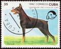 CUBA - CIRCA 1992: A stamp printed in Cuba from the `Dogs` issue shows Dobermann, circa 1992.