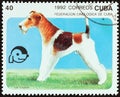 CUBA - CIRCA 1992: A stamp printed in Cuba from the `Dogs` issue shows Fox terrier, circa 1992.