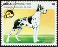 CUBA - CIRCA 1992: A stamp printed in Cuba from the `Dogs` issue shows Great dane, circa 1992.