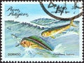 CUBA - CIRCA 1981: A stamp printed in Cuba from the `Pelagic Fish` issue shows Dorado Coryphaena hippurus, circa 1981.