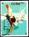 CUBA - CIRCA 1981: A stamp printed by Cuba shows the Canelo