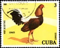 CUBA - CIRCA 1981: A stamp printed by Cuba shows the Cenizo