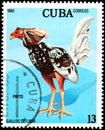 CUBA - CIRCA 1981: A stamp printed by Cuba shows the Pinto