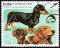CUBA - CIRCA 1992: A stamp printed in Cuba shows short-haired, long-haired and wire-haired dachshunds, circa 1992.