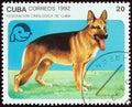 CUBA - CIRCA 1992: A stamp printed in Cuba from the `Dogs` issue shows German shepherd, circa 1992.