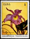 CUBA - CIRCA 1972: A stamp printed in Cuba shows Brassocattleya Sindorossiana orchid, Tropical Orchids serie.