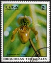 CUBA - CIRCA 1973: A stamp printed in the CUBA, shows Cypripedium exul O'Brien.