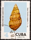 CUBA - CIRCA 1973: A stamp printed in Cuba shows Liguus fasciatus angelae, series Clams Liguus .