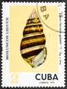 CUBA - CIRCA 1973: A stamp printed in Cuba shows Liguus fasciatus guitarti, series Clams Liguus .