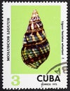 CUBA - CIRCA 1973: A stamp printed in Cuba shows Liguus fasciatus whartoni, series Clams Liguus .