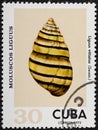 CUBA - CIRCA 1973: A stamp printed in Cuba shows Liguus vittatus, series Clams Liguus .